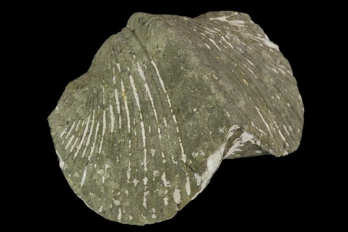 1.8" Pyrite Replaced Brachiopod (Paraspirifer) - Ohio